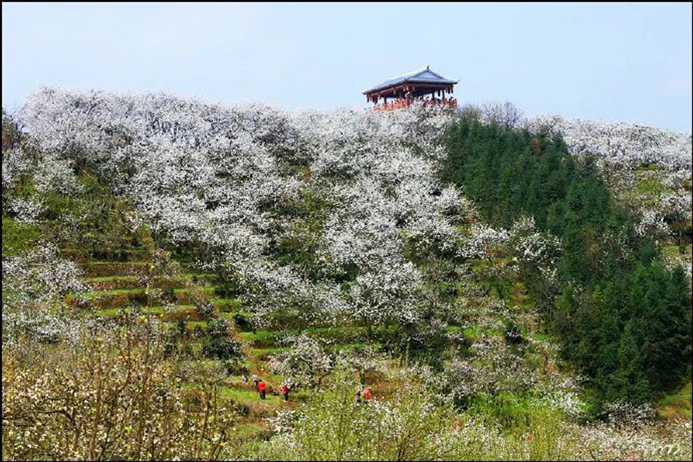【春天，广西桂林灌阳县向您发出邀请！】我们在灌阳看梨花 - 游山玩水 - 五家渠生活社区 - 五家渠28生活网 wjq.28life.net