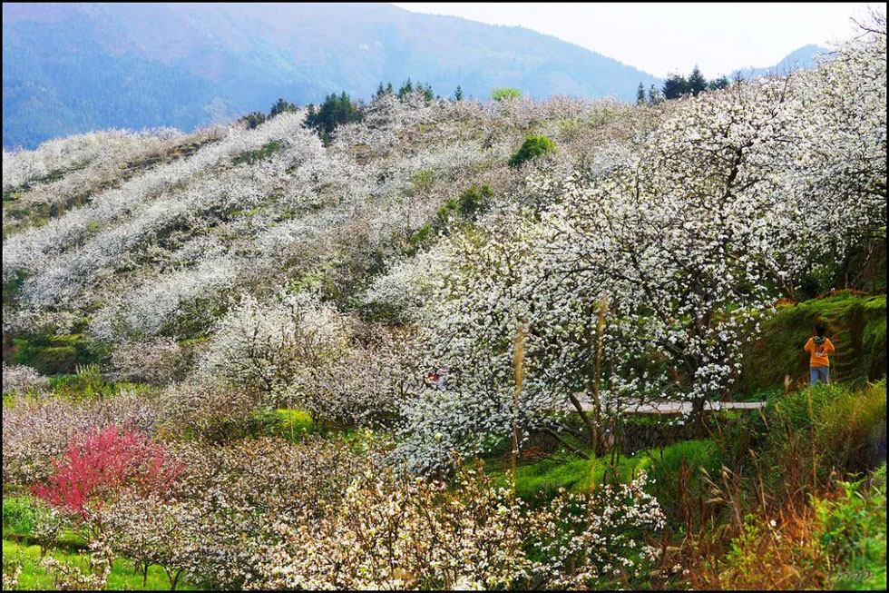 【春天，广西桂林灌阳县向您发出邀请！】我们在灌阳看梨花 - 游山玩水 - 五家渠生活社区 - 五家渠28生活网 wjq.28life.net