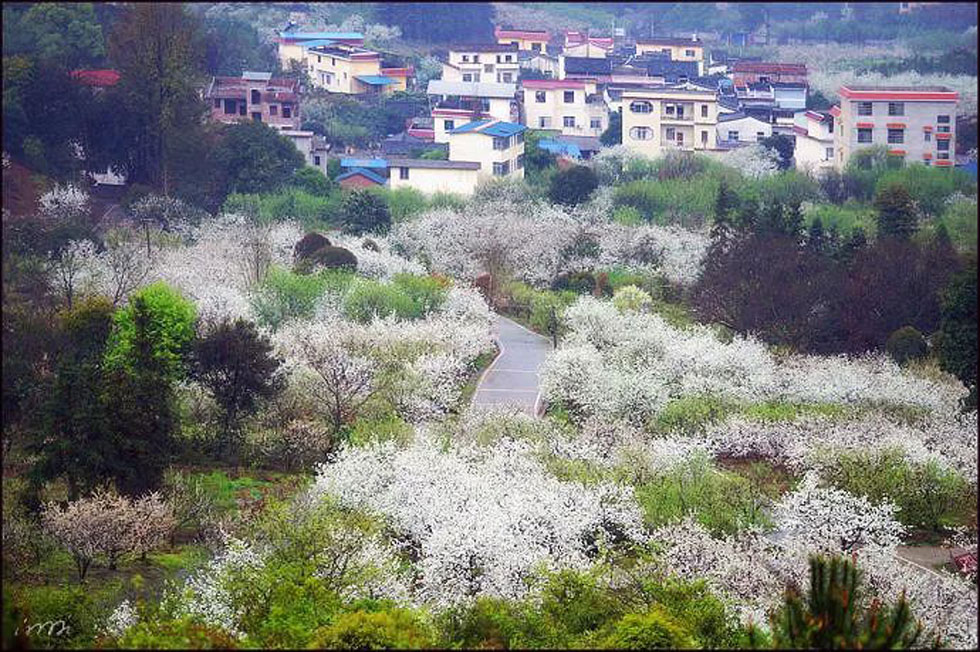 【春天，广西桂林灌阳县向您发出邀请！】我们在灌阳看梨花 - 游山玩水 - 五家渠生活社区 - 五家渠28生活网 wjq.28life.net