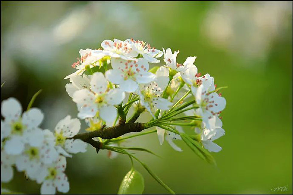 【春天，广西桂林灌阳县向您发出邀请！】我们在灌阳看梨花 - 游山玩水 - 五家渠生活社区 - 五家渠28生活网 wjq.28life.net
