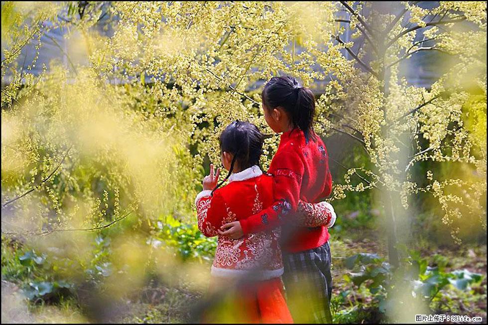 【春天，广西桂林灌阳县向您发出邀请！】米珠山前有片山苍子花在飘香 - 游山玩水 - 五家渠生活社区 - 五家渠28生活网 wjq.28life.net