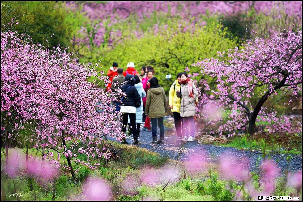 【春天，广西桂林灌阳县向您发出邀请！】官庄村有个醉美的桃花园 - 游山玩水 - 五家渠生活社区 - 五家渠28生活网 wjq.28life.net