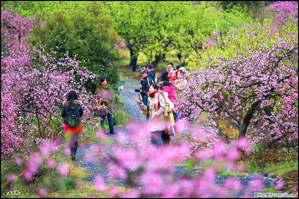 【春天，广西桂林灌阳县向您发出邀请！】官庄村有个醉美的桃花园 - 游山玩水 - 五家渠生活社区 - 五家渠28生活网 wjq.28life.net