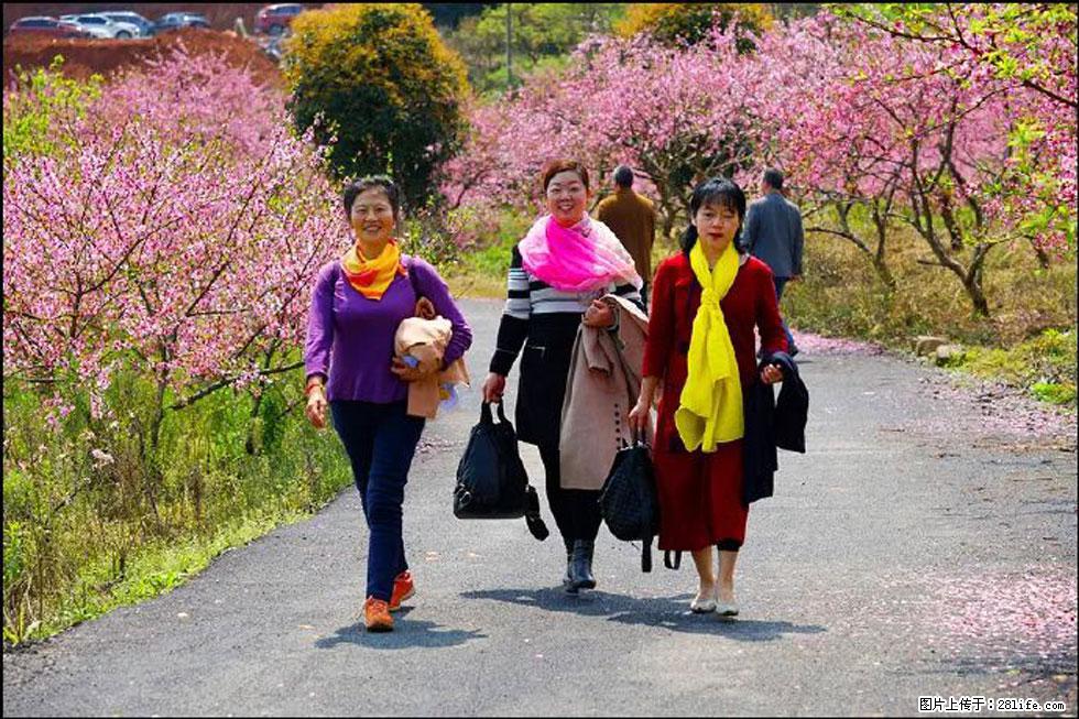 【春天，广西桂林灌阳县向您发出邀请！】官庄村有个醉美的桃花园 - 游山玩水 - 五家渠生活社区 - 五家渠28生活网 wjq.28life.net