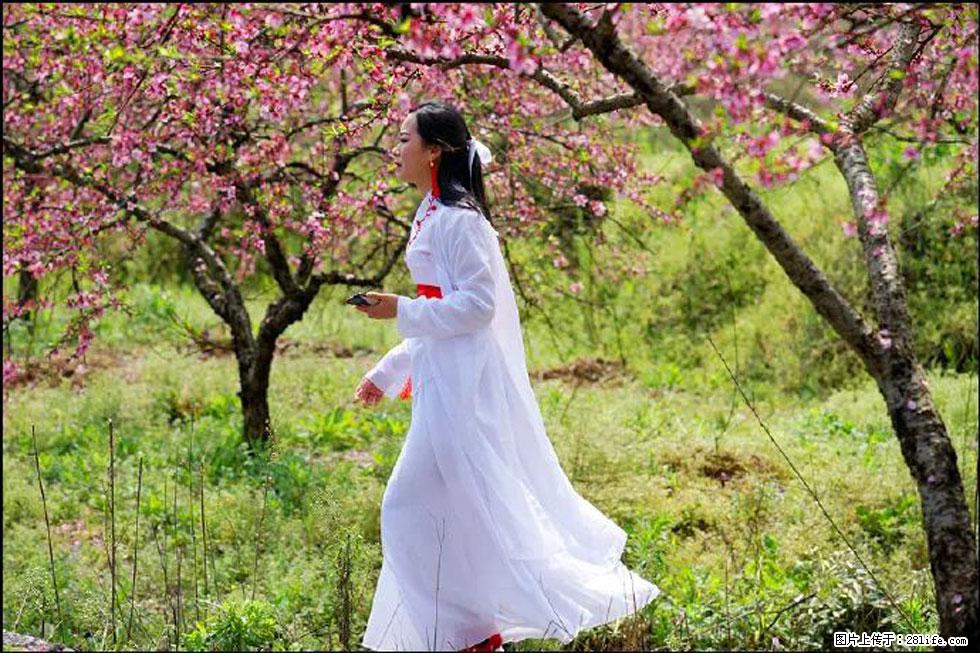 【春天，广西桂林灌阳县向您发出邀请！】官庄村有个醉美的桃花园 - 游山玩水 - 五家渠生活社区 - 五家渠28生活网 wjq.28life.net