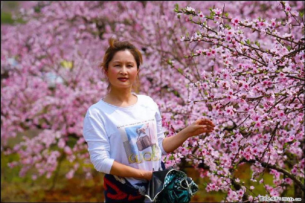 【春天，广西桂林灌阳县向您发出邀请！】官庄村有个醉美的桃花园 - 游山玩水 - 五家渠生活社区 - 五家渠28生活网 wjq.28life.net