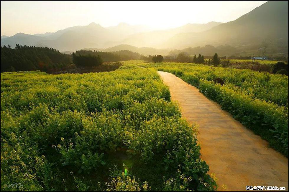 【春天，广西桂林灌阳县向您发出邀请！】长坪村油菜盛情花开 - 游山玩水 - 五家渠生活社区 - 五家渠28生活网 wjq.28life.net