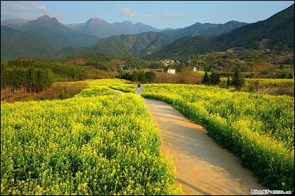 【春天，广西桂林灌阳县向您发出邀请！】长坪村油菜盛情花开 - 游山玩水 - 五家渠生活社区 - 五家渠28生活网 wjq.28life.net