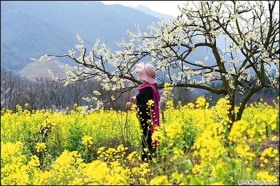 【春天，广西桂林灌阳县向您发出邀请！】长坪村油菜盛情花开 - 游山玩水 - 五家渠生活社区 - 五家渠28生活网 wjq.28life.net