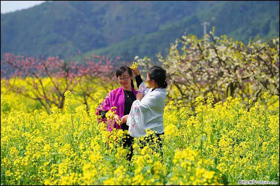 【春天，广西桂林灌阳县向您发出邀请！】长坪村油菜盛情花开 - 游山玩水 - 五家渠生活社区 - 五家渠28生活网 wjq.28life.net