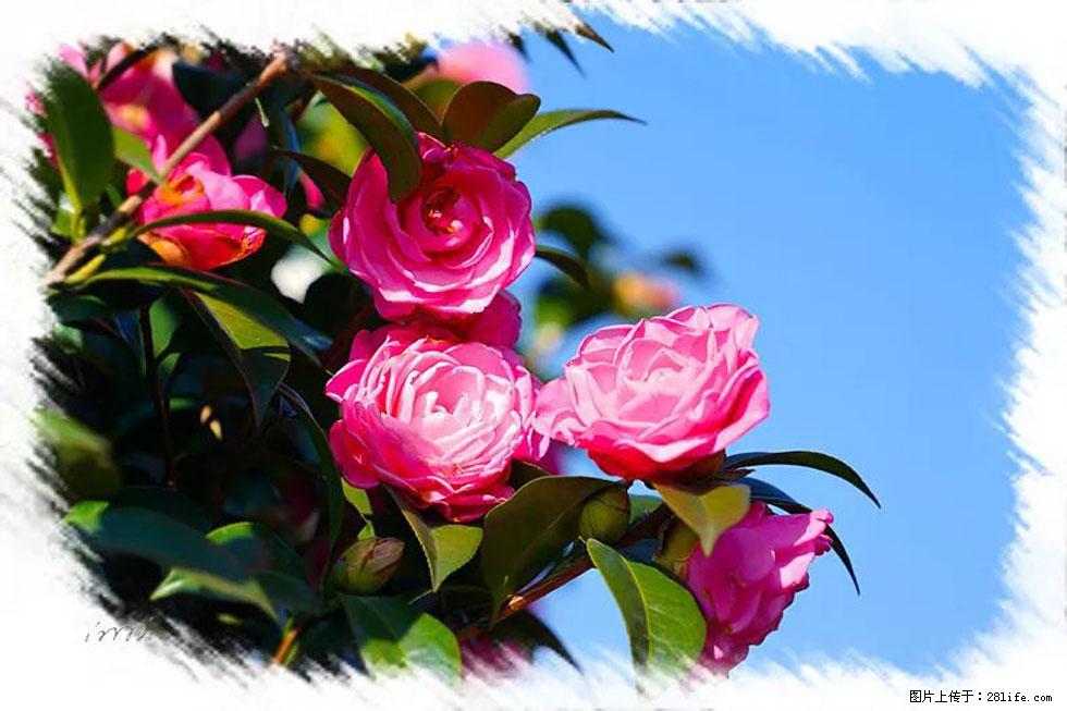 【春天，广西桂林灌阳县向您发出邀请！】杨柳井茶花惹人爱 - 游山玩水 - 五家渠生活社区 - 五家渠28生活网 wjq.28life.net
