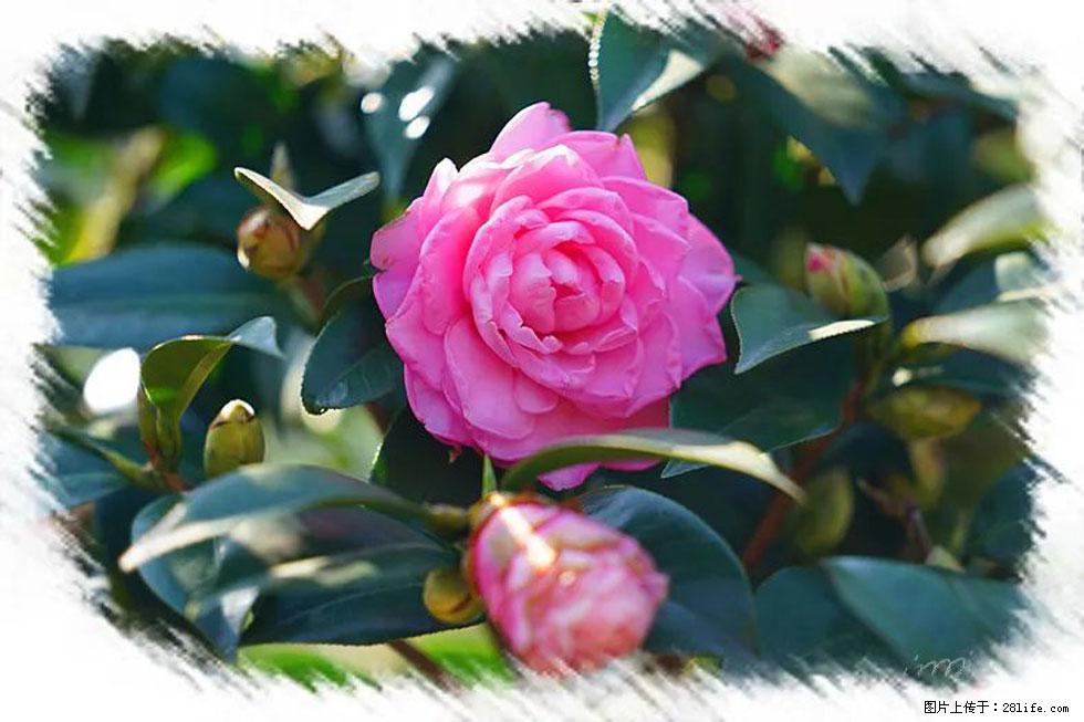 【春天，广西桂林灌阳县向您发出邀请！】杨柳井茶花惹人爱 - 游山玩水 - 五家渠生活社区 - 五家渠28生活网 wjq.28life.net