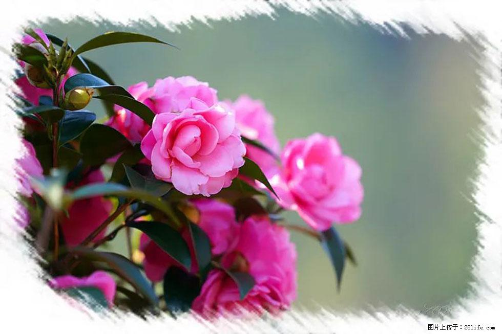 【春天，广西桂林灌阳县向您发出邀请！】杨柳井茶花惹人爱 - 游山玩水 - 五家渠生活社区 - 五家渠28生活网 wjq.28life.net