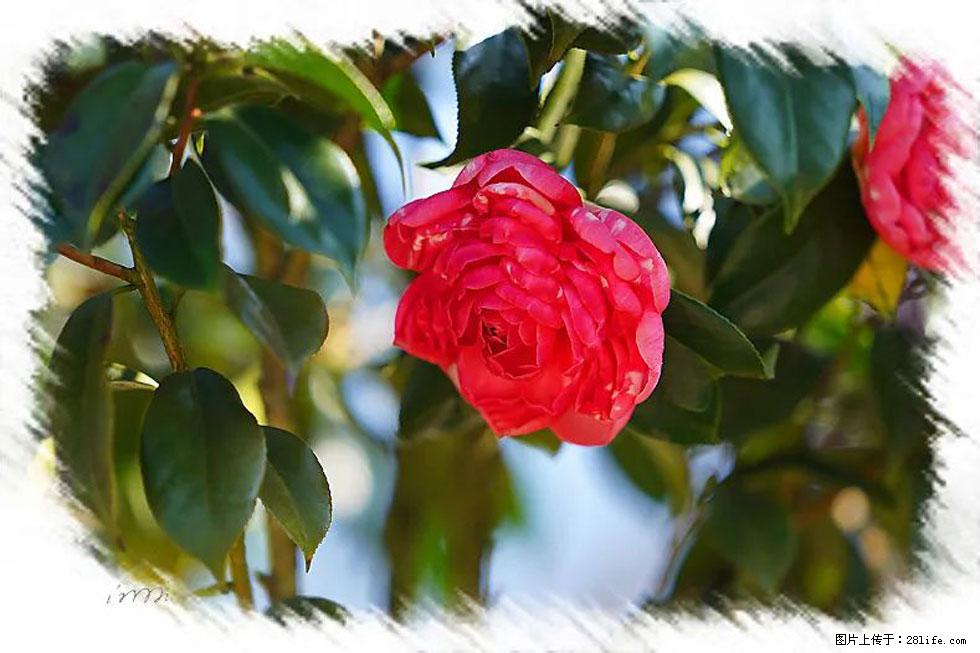【春天，广西桂林灌阳县向您发出邀请！】杨柳井茶花惹人爱 - 游山玩水 - 五家渠生活社区 - 五家渠28生活网 wjq.28life.net