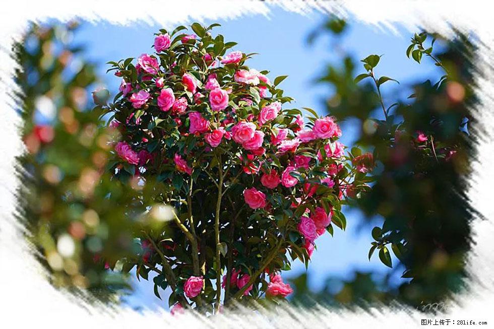 【春天，广西桂林灌阳县向您发出邀请！】杨柳井茶花惹人爱 - 游山玩水 - 五家渠生活社区 - 五家渠28生活网 wjq.28life.net