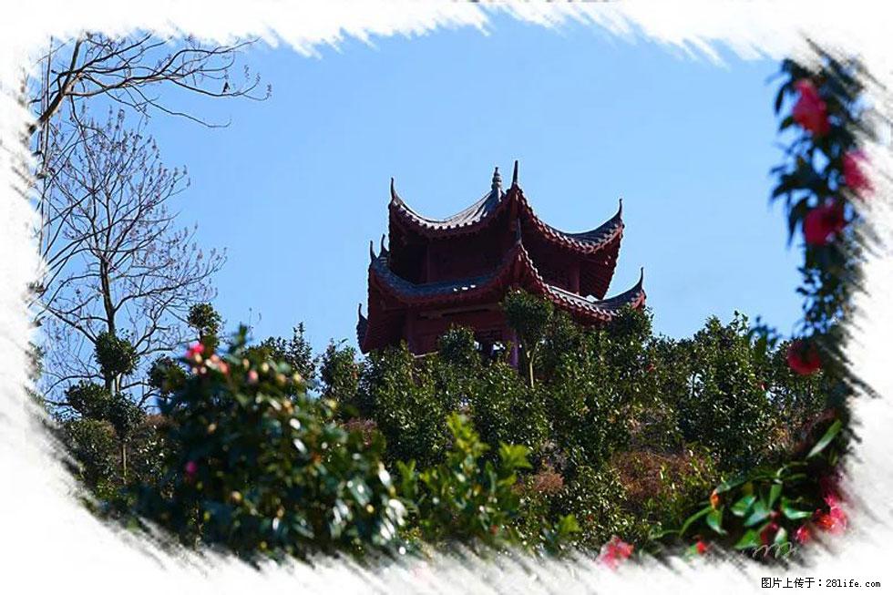 【春天，广西桂林灌阳县向您发出邀请！】杨柳井茶花惹人爱 - 游山玩水 - 五家渠生活社区 - 五家渠28生活网 wjq.28life.net
