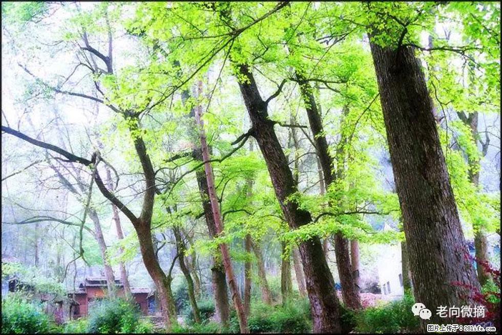 【春天，广西桂林灌阳县向您发出邀请！】在小龙村与春天约会 - 游山玩水 - 五家渠生活社区 - 五家渠28生活网 wjq.28life.net