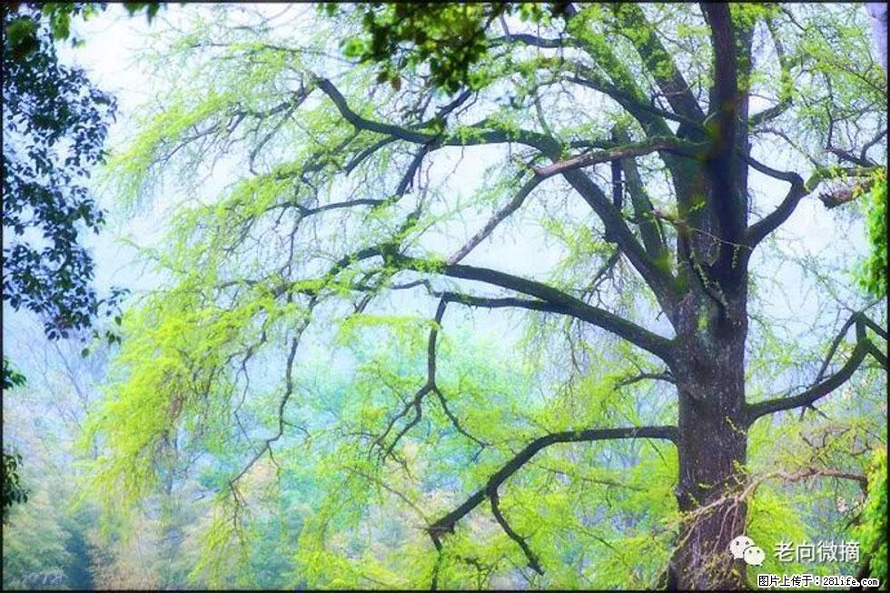 【春天，广西桂林灌阳县向您发出邀请！】在小龙村与春天约会 - 游山玩水 - 五家渠生活社区 - 五家渠28生活网 wjq.28life.net