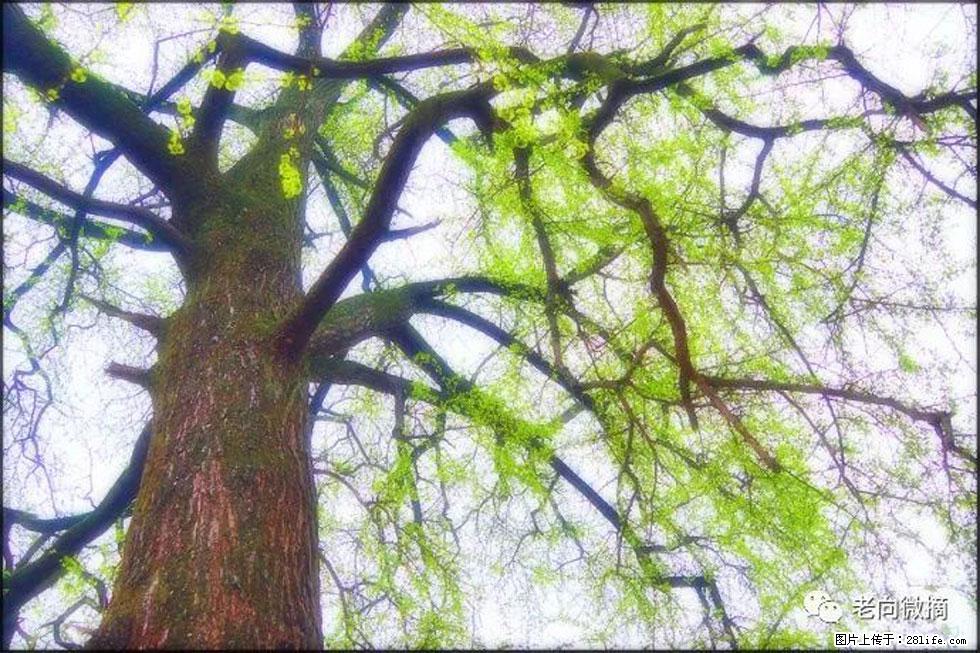 【春天，广西桂林灌阳县向您发出邀请！】在小龙村与春天约会 - 游山玩水 - 五家渠生活社区 - 五家渠28生活网 wjq.28life.net