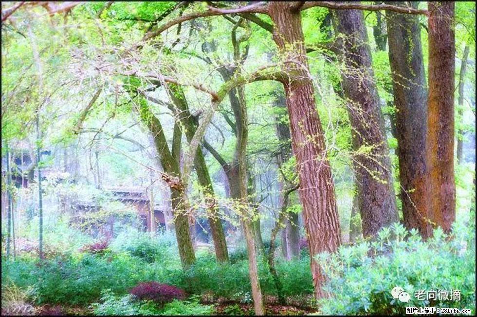 【春天，广西桂林灌阳县向您发出邀请！】在小龙村与春天约会 - 游山玩水 - 五家渠生活社区 - 五家渠28生活网 wjq.28life.net