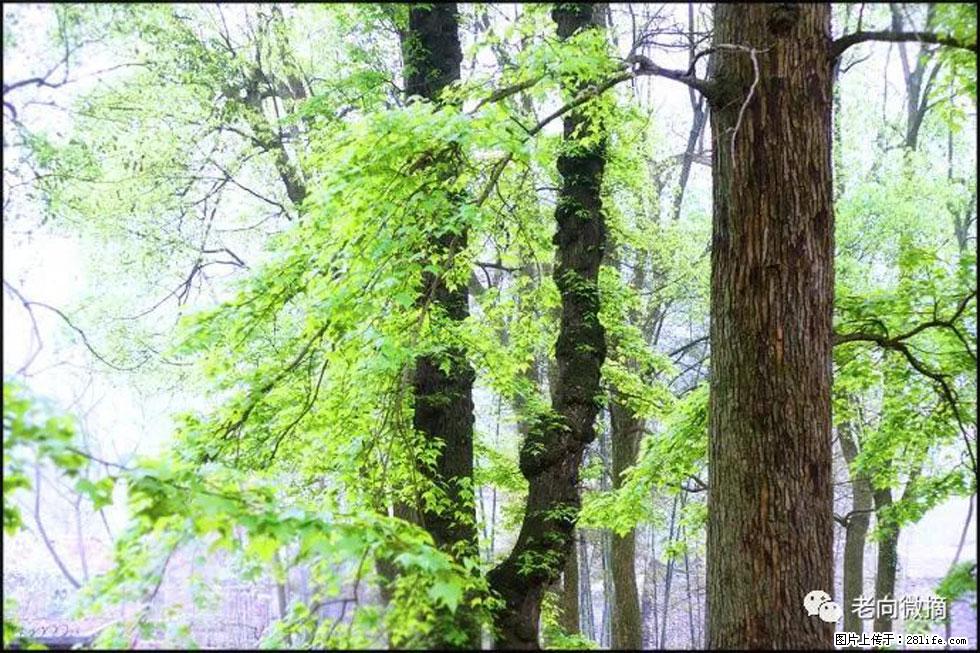 【春天，广西桂林灌阳县向您发出邀请！】在小龙村与春天约会 - 游山玩水 - 五家渠生活社区 - 五家渠28生活网 wjq.28life.net