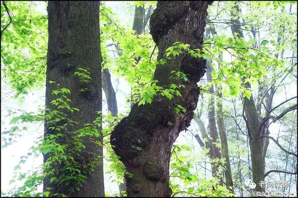 【春天，广西桂林灌阳县向您发出邀请！】在小龙村与春天约会 - 游山玩水 - 五家渠生活社区 - 五家渠28生活网 wjq.28life.net