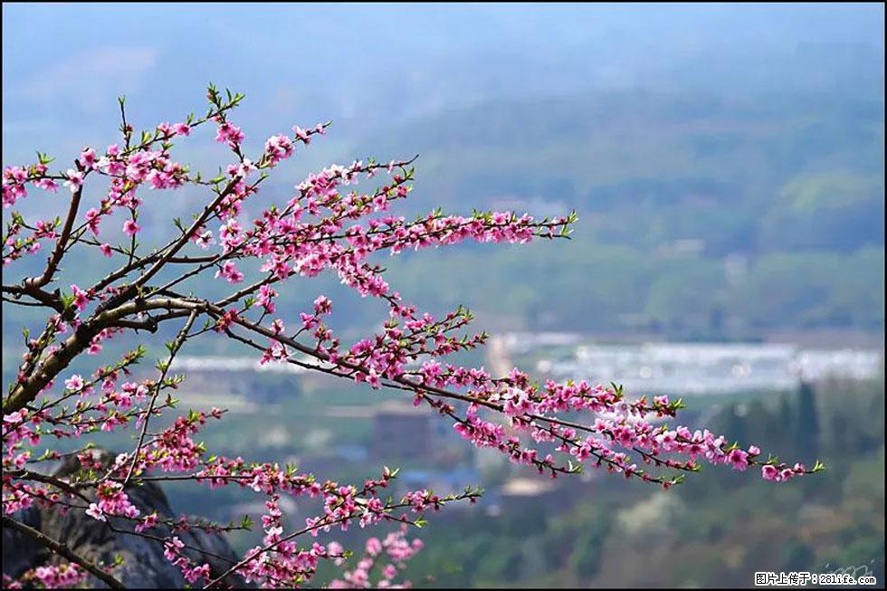 【春天，广西桂林灌阳县向您发出邀请！】望月岭上桃花开 - 游山玩水 - 五家渠生活社区 - 五家渠28生活网 wjq.28life.net