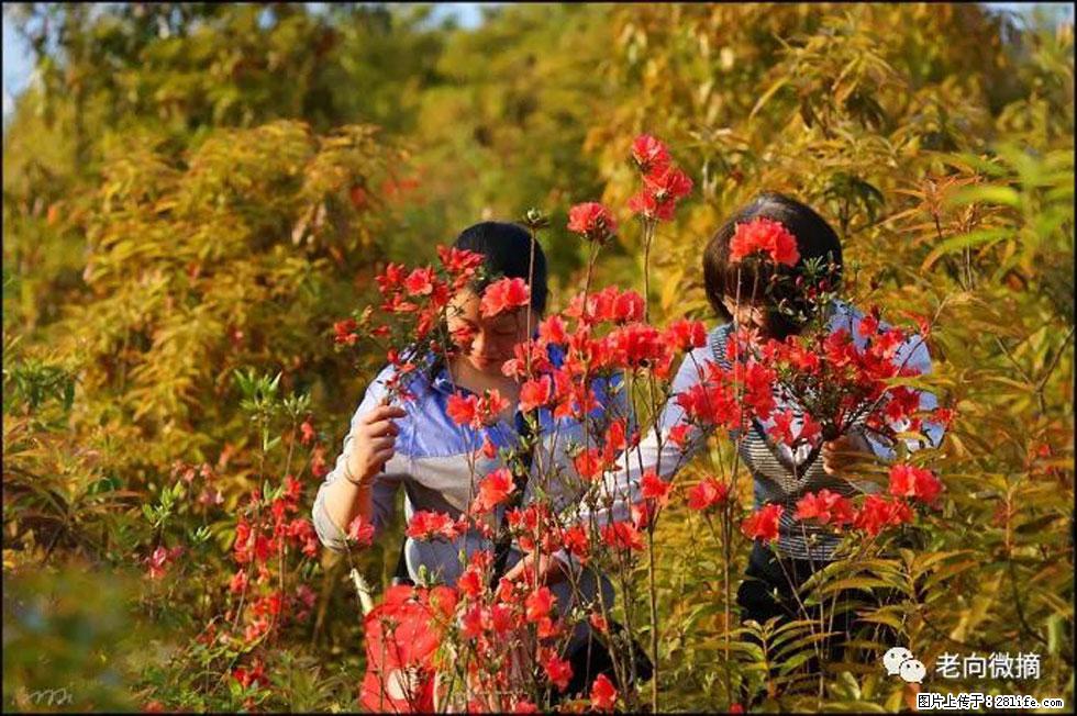 【春天，广西桂林灌阳县向您发出邀请！】登麒麟山，相约映山红 - 游山玩水 - 五家渠生活社区 - 五家渠28生活网 wjq.28life.net