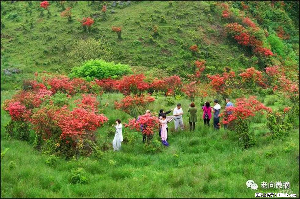 【春天，广西桂林灌阳县向您发出邀请！】宝盖山上映山红 - 游山玩水 - 五家渠生活社区 - 五家渠28生活网 wjq.28life.net