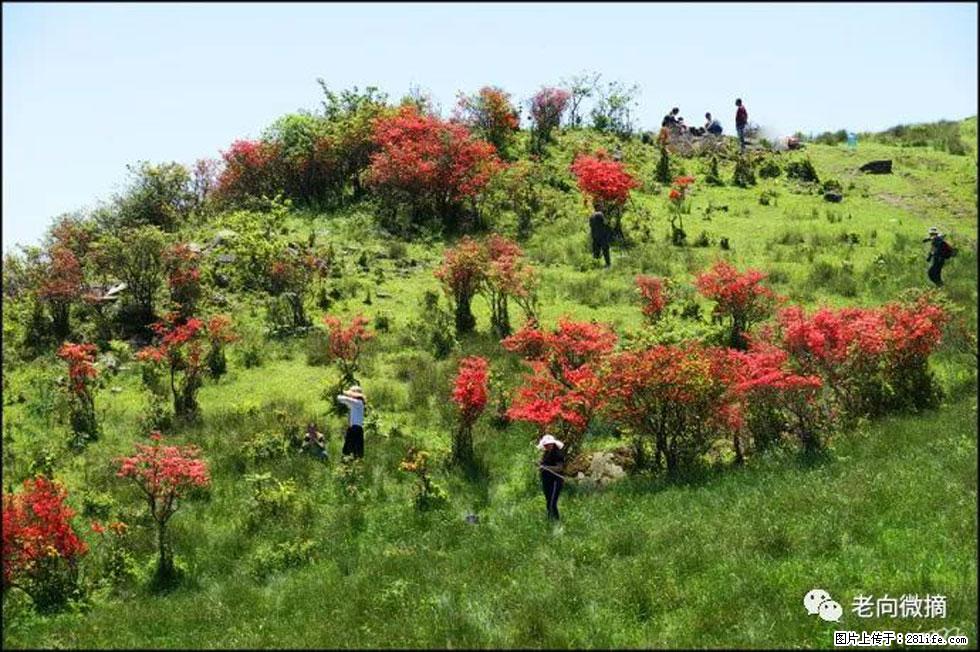 【春天，广西桂林灌阳县向您发出邀请！】宝盖山上映山红 - 游山玩水 - 五家渠生活社区 - 五家渠28生活网 wjq.28life.net