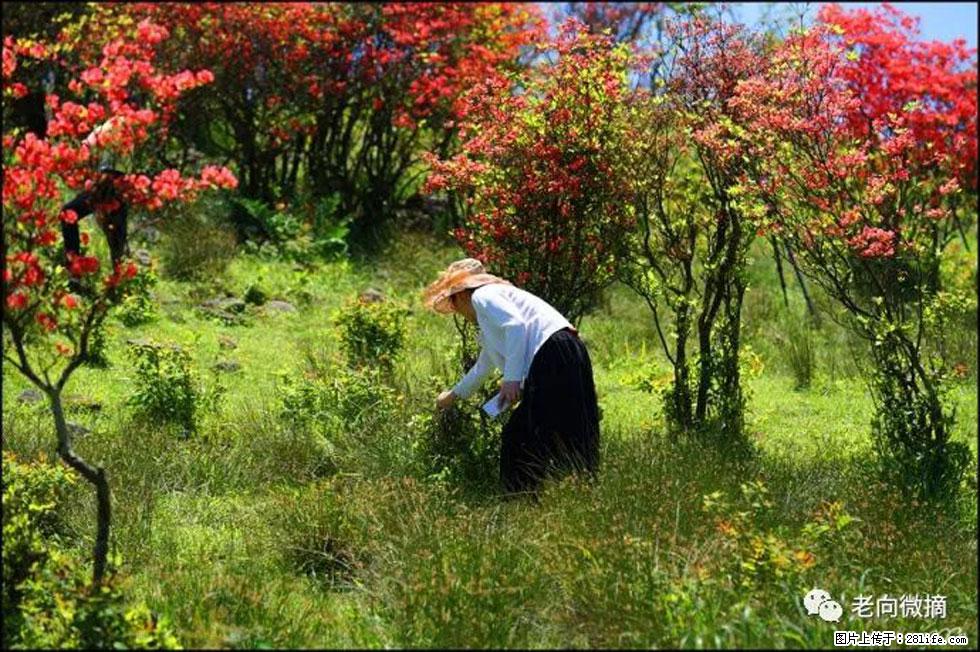 【春天，广西桂林灌阳县向您发出邀请！】宝盖山上映山红 - 游山玩水 - 五家渠生活社区 - 五家渠28生活网 wjq.28life.net