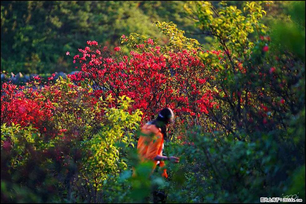 【春天，广西桂林灌阳县向您发出邀请！】春木界上映山红 - 游山玩水 - 五家渠生活社区 - 五家渠28生活网 wjq.28life.net