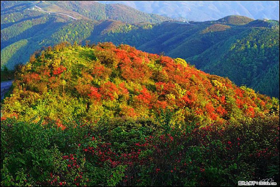 【春天，广西桂林灌阳县向您发出邀请！】春木界上映山红 - 游山玩水 - 五家渠生活社区 - 五家渠28生活网 wjq.28life.net
