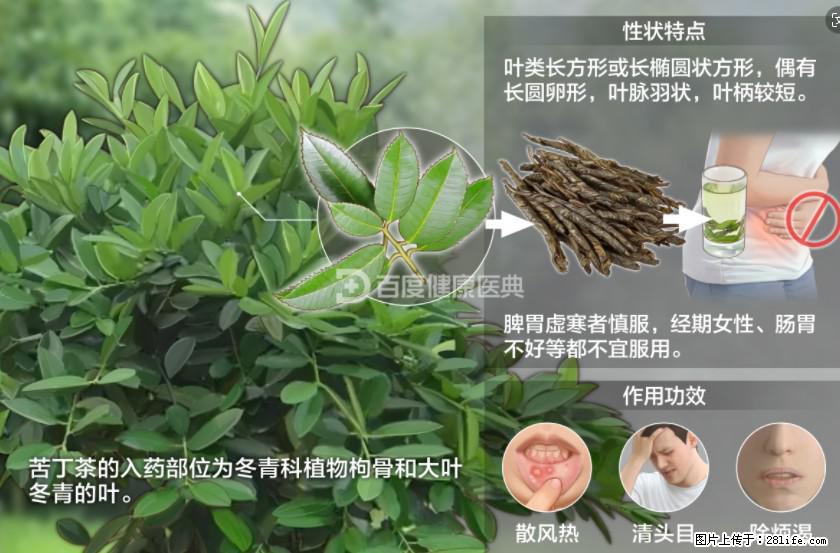 苦丁茶有哪些功效和作用 - 生活百科 - 五家渠生活社区 - 五家渠28生活网 wjq.28life.net
