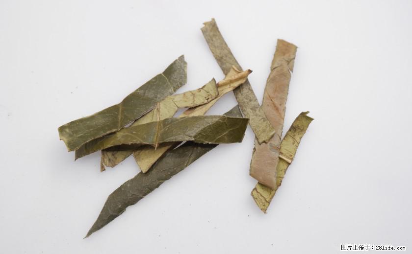苦丁茶有哪些功效和作用 - 生活百科 - 五家渠生活社区 - 五家渠28生活网 wjq.28life.net