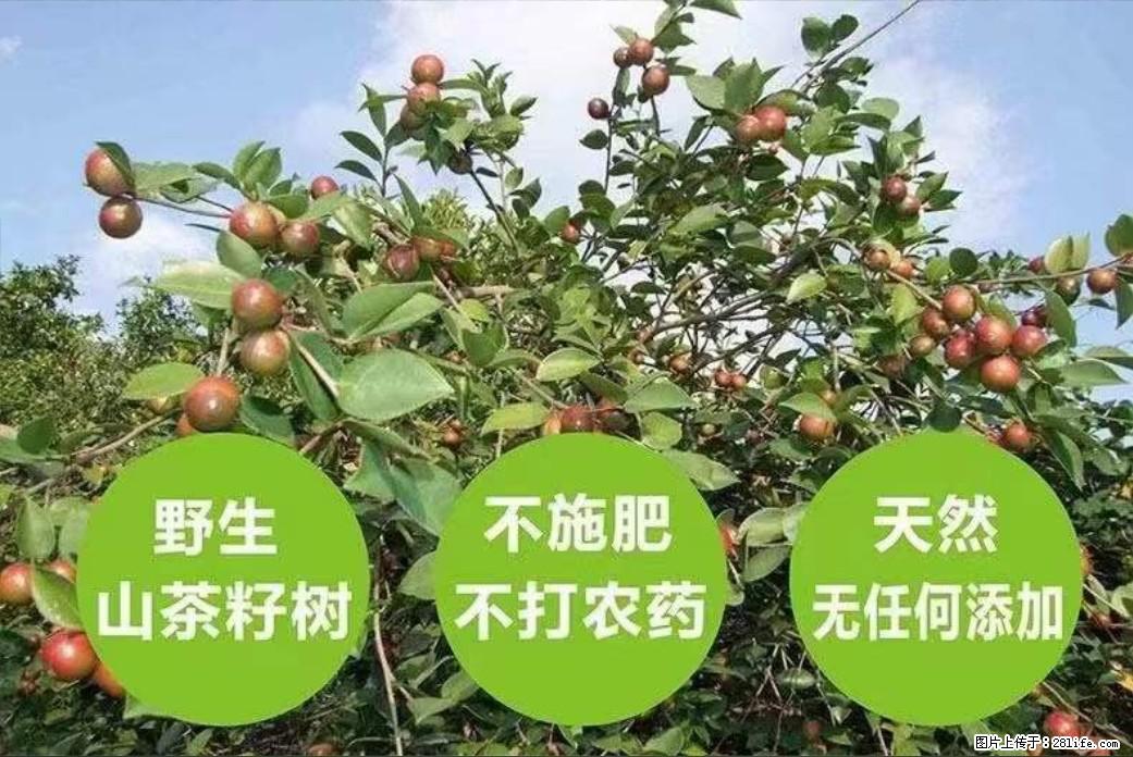 【灌阳县油茶产业示范区】一个有着充实的精神生活的人，对待身外之物自会有一种淡泊的态度 - 美食天地 - 五家渠生活社区 - 五家渠28生活网 wjq.28life.net
