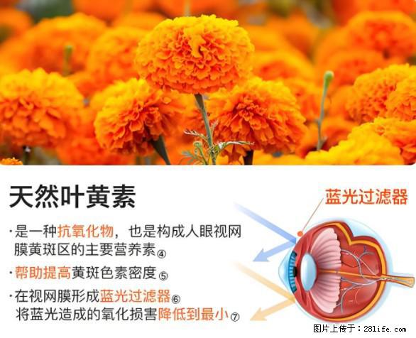 叶黄素有什么功效和作用 - 生活百科 - 五家渠生活社区 - 五家渠28生活网 wjq.28life.net