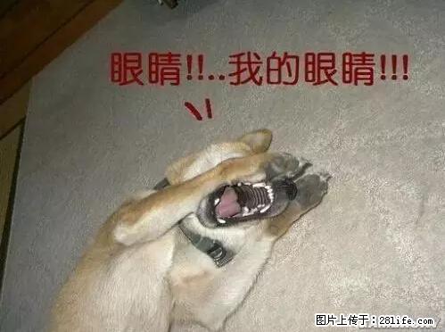 笑癫了！一女的怀孕三年未生，他终于忍不住了... - 娱乐八卦 - 五家渠生活社区 - 五家渠28生活网 wjq.28life.net