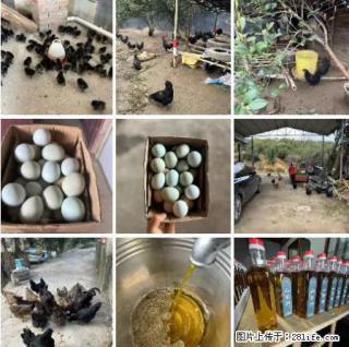 油茶园从小鸡仔开始养起的纯土鸡、土鸡蛋可以预定啦！还有前几天刚榨的纯山茶油哦 - 五家渠28生活网 wjq.28life.net