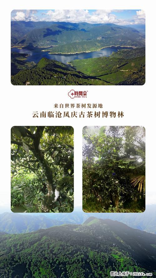 时间果百年古树2025年春红茶 - 购物交流 - 五家渠生活社区 - 五家渠28生活网 wjq.28life.net