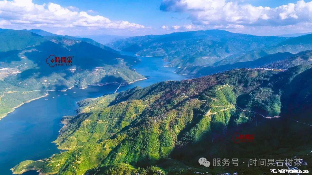 时间果百年古树龙珠普洱生茶 - 购物交流 - 五家渠生活社区 - 五家渠28生活网 wjq.28life.net
