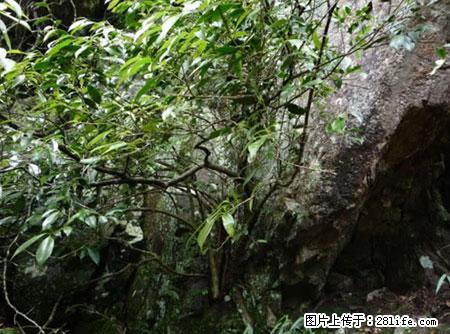 平乐石崖茶，珍贵仅次于金花茶 - 五家渠生活资讯 - 五家渠28生活网 wjq.28life.net