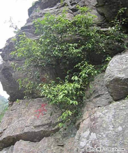 平乐石崖茶，珍贵仅次于金花茶 - 五家渠生活资讯 - 五家渠28生活网 wjq.28life.net