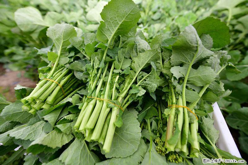 这些蔬菜是“天然钙片”，这6种被医生重点推荐 - 五家渠生活资讯 - 五家渠28生活网 wjq.28life.net